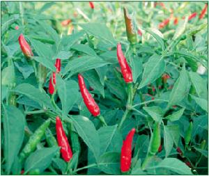 日升一號 日升一號