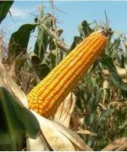 沈玉27號 沈玉27號