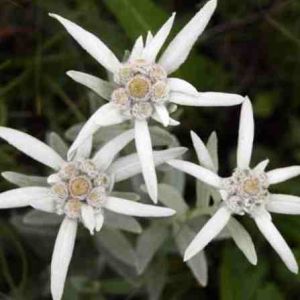 匍枝火絨草 匍枝火絨草