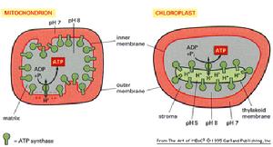 氧化磷酸化作用