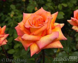 月季永遠的記憶 月季永遠的記憶