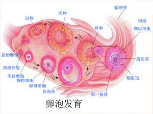 卵泡腺細胞增殖綜合徵