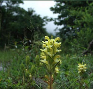 淺黃馬先蒿東川亞種 淺黃馬先蒿東川亞種