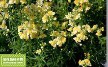 花語[用花表達的語言]