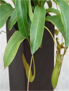 無球莖亞屬 無球莖亞屬