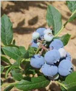 北高叢藍莓