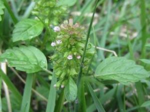 無色風輪菜 無色風輪菜