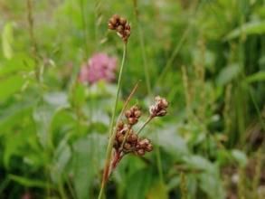多花地楊梅(原亞種) 多花地楊梅(原亞種)
