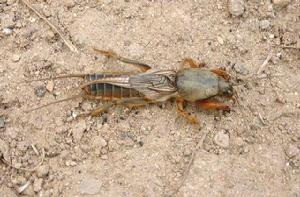 螻蛄[直翅目螻蛄科動物]