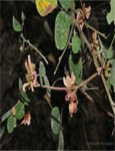 西南宿苞豆根 西南宿苞豆根