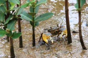 廣西山口紅樹林保護區