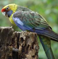 綠草玫瑰鸚鵡 綠草玫瑰鸚鵡