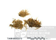 粗枝蘚屬 粗枝蘚屬