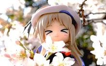 彼岸櫻花動漫社