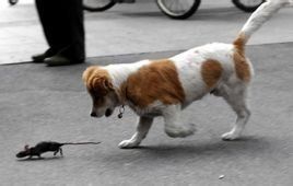 狗拿耗子 狗拿耗子