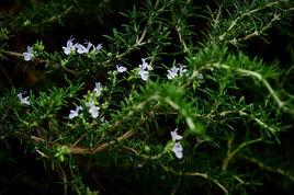 匍匐迷迭香 匍匐迷迭香