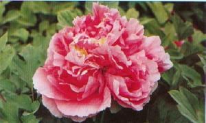 洛都春艷 洛都春艷