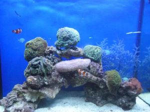 中山小欖海洋生物珊瑚科普展