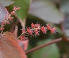 金邊紅桑 金邊紅桑