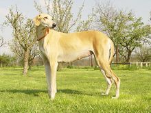 斯盧夫獵犬 斯盧夫獵犬