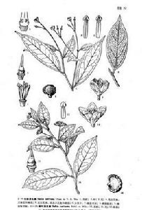 長脈清風藤 長脈清風藤