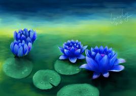 藍蓮花[雙子葉植物綱、睡蓮科植物]