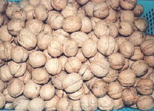 （圖）核桃中還有大量的褪黑激素