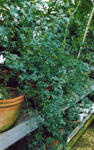 裸芸香屬 裸芸香屬