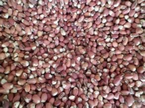 合豆5號 合豆5號