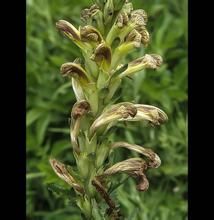 蛛絲紅紋馬先蒿 蛛絲紅紋馬先蒿