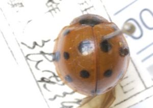 紅肩瓢蟲 紅肩瓢蟲