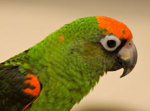 扇尾賈丁氏鸚鵡 扇尾賈丁氏鸚鵡