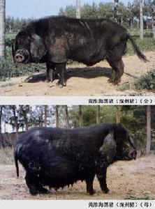 深州豬 深州豬