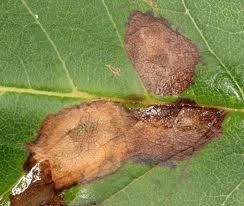 豆葉點霉 豆葉點霉