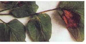 藥用植物貝母灰霉病 藥用植物貝母灰霉病