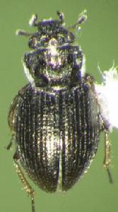 平唇水龜科 平唇水龜科