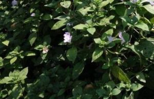 急流紫雲菜 急流紫雲菜