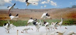 鄱陽湖國家級自然保護區