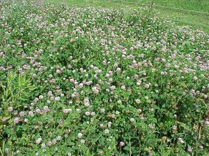（圖）白花三葉草