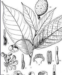 扣匹(原變種) 扣匹(原變種)