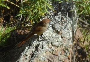 銹額卡納灶鳥 銹額卡納灶鳥