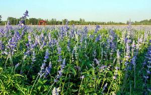 菏澤紫菏香草生態園 菏澤紫菏香草生態園