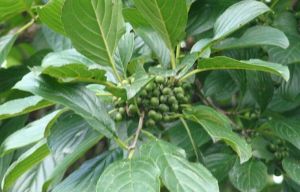 鉤齒鼠李 鉤齒鼠李