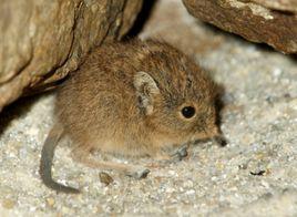 日本白齒鼩 日本白齒鼩