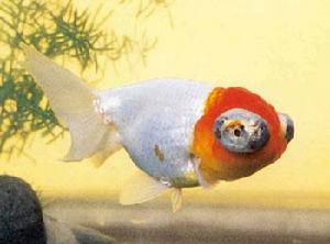 紅頭龍背 紅頭龍背