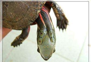 四眼斑水龜 四眼斑水龜