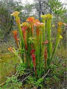 山地瓶子草 山地瓶子草