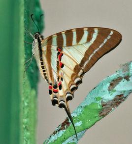 紅綬綠鳳蝶 紅綬綠鳳蝶