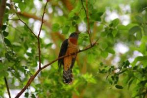 棕腹杜鵑 棕腹杜鵑