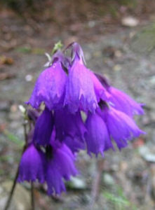 烏蒙紫晶報春 烏蒙紫晶報春